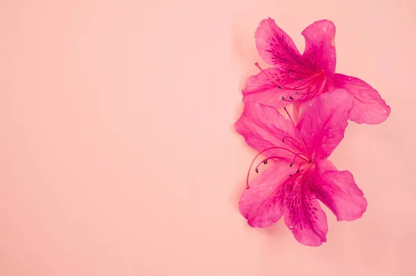 Detailní Záběr Jemné Růžové Azalky Květiny Izolované Pastelově Růžovém Povrchu — Stock fotografie