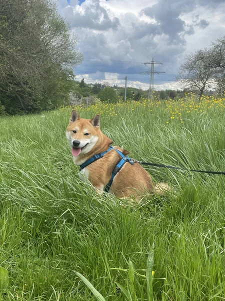 Coup Chien Dans Une Herbe Verte — Photo