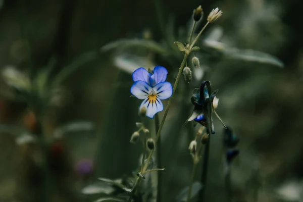 Tiro Foco Seletivo Violeta Tricolor — Fotografia de Stock