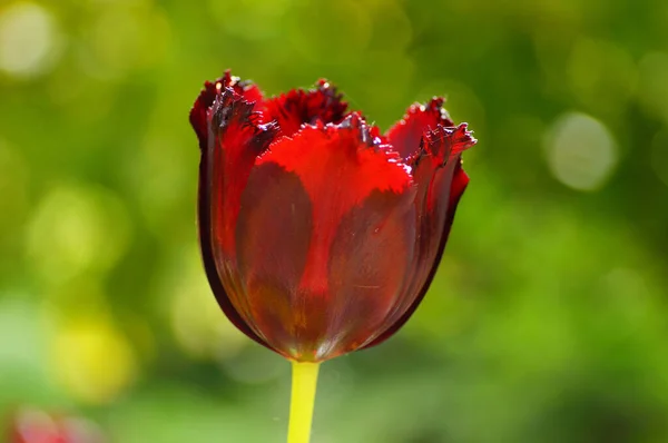 Een Bijna Zwarte Tulp Ziet Rood Uit Tegen Het Licht — Stockfoto