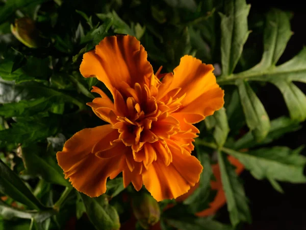 Eine Ansicht Von Oben Über Eine Blühende Orange Ringelblume — Stockfoto