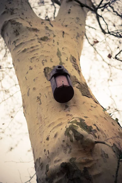 Disparo Vertical Tronco Árbol Con Una Pequeña Pajarera Día Soleado —  Fotos de Stock