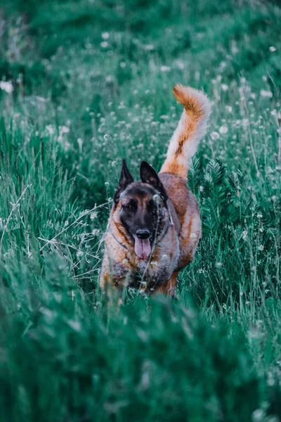Eine Vertikale Aufnahme Eines Braunen Belgischen Schäferhundes Grünen Feld — Stockfoto