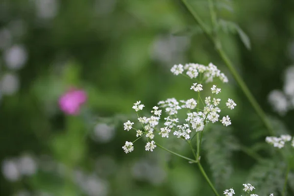 Gros Plan Perses Vache Blanches Sur Fond Flou — Photo