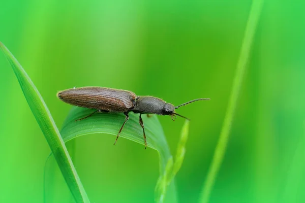 Närbild Bild Den Vanliga Klickande Skalbaggen Athous Haemorrhoidalis Ett Grönt — Stockfoto