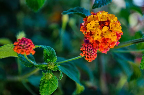 Gros Plan Lantanas Antillais Fleurissant Dans Jardin Avec Fond Flou — Photo
