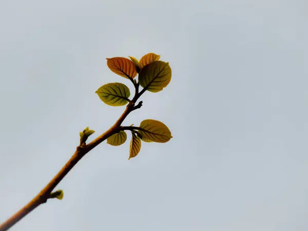 Closeup Shot Tree Branch Gloomy Day — Stock Photo, Image