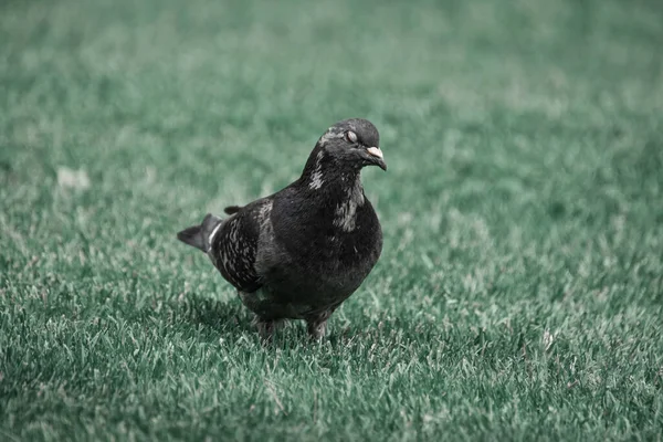 Tiro Perto Pombo Manchado Num Prado — Fotografia de Stock