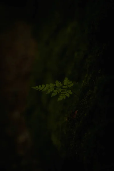 Disparo Vertical Una Hoja Helecho Roble Del Norte Crecimiento —  Fotos de Stock