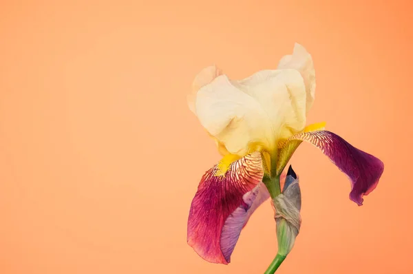 Eine Weiße Irisblume Mit Kopierraum Auf Orangefarbenem Hintergrund — Stockfoto