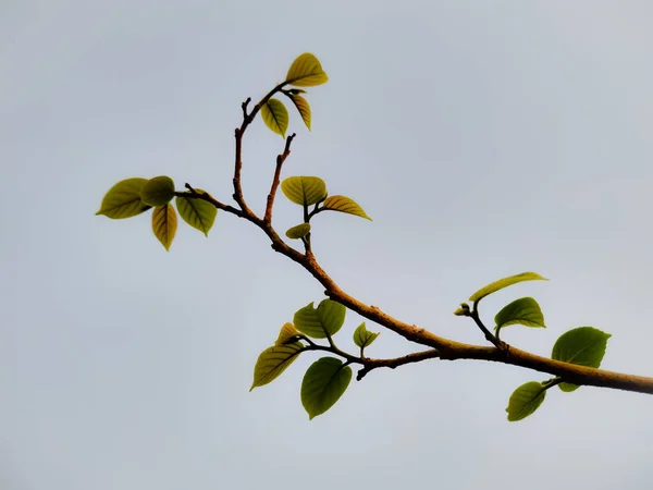 Nahaufnahme Eines Astes Einem Düsteren Tag — Stockfoto