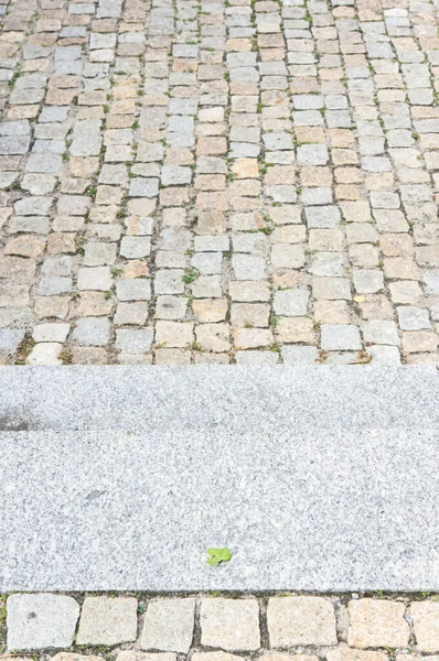 Steinpflaster Mit Kleinem Grünen Blatt Auf Betonoberfläche — Stockfoto