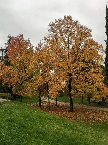 Вертикальный Снимок Ярких Цветущих Осенних Деревьев — стоковое фото
