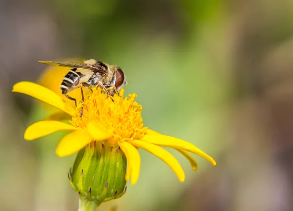 Egy Közelkép Egy Méhről Ahogy Beporoz Egy Pitypangot — Stock Fotó