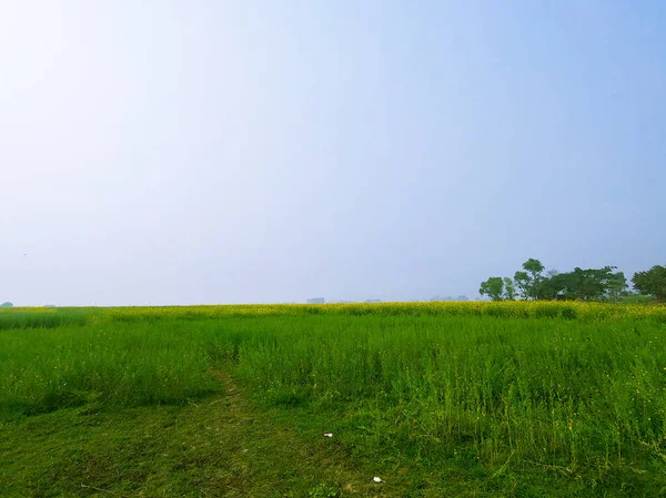 青空の下で緑と黄色の牧草地の風景 — ストック写真