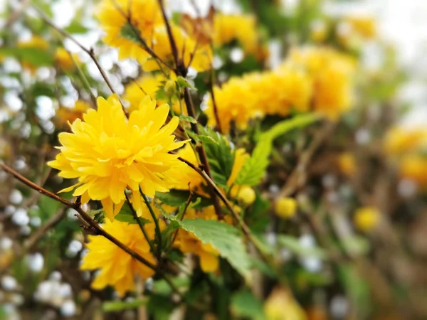 Selektivní Zaostření Záběru Kvetoucích Žlutých Kvetoucích Rostlin Rostoucích Zahradě — Stock fotografie