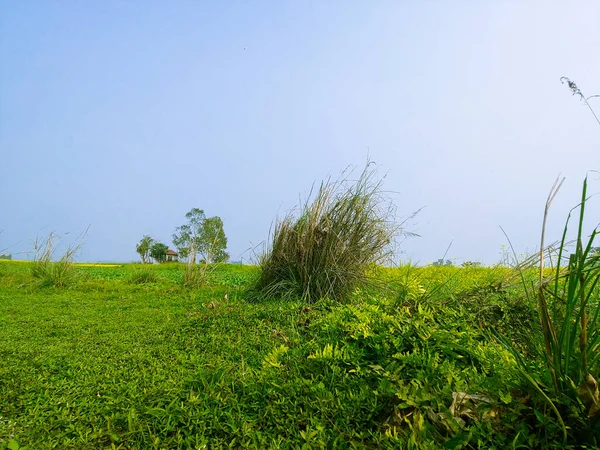 曇り空の下の緑の草原 — ストック写真
