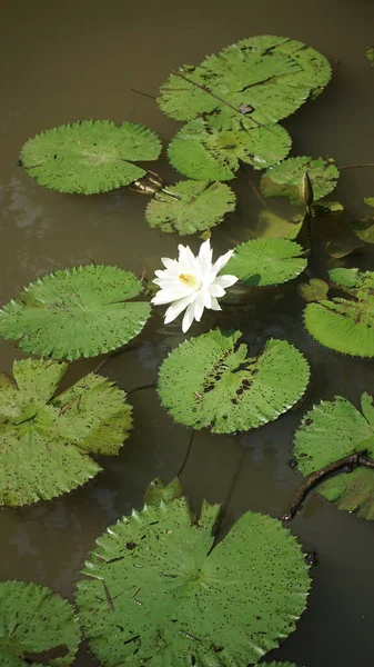 湖の大きなユリのパッドに囲まれた単一の白いユリの花の垂直ショット — ストック写真