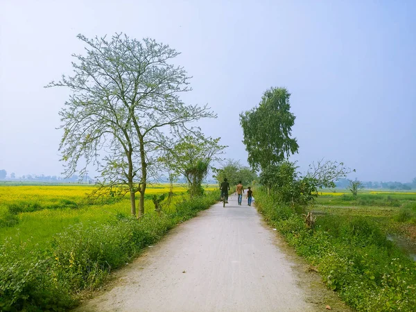 緑と黄色のフィールドを通る歩道 — ストック写真