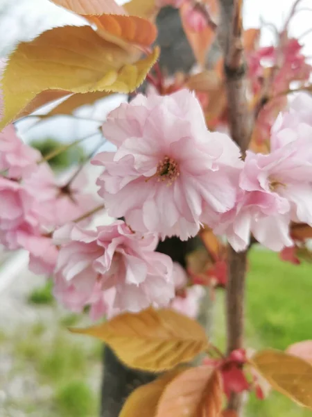 一种在树枝上生长的粉红色花朵的精选焦点照片 — 图库照片