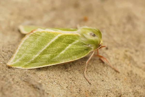 Closeup Shot Emerald Green Silver Lines Moth Brown Sandy Surface — Stock Photo, Image