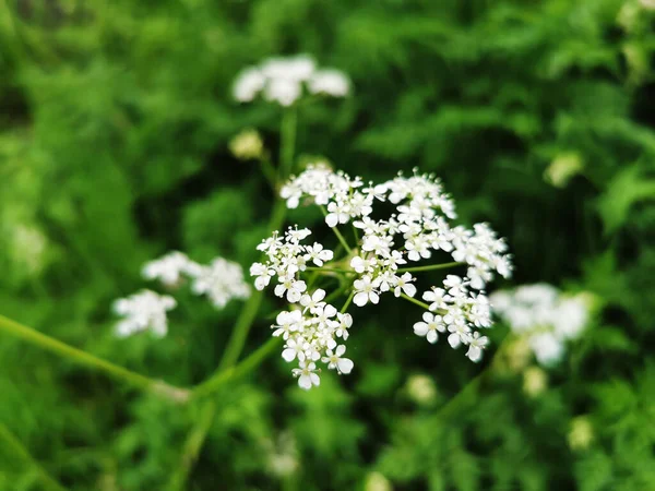 Une Prise Vue Sélective Des Plantes Fleurs Blanches Fleurs Poussant — Photo