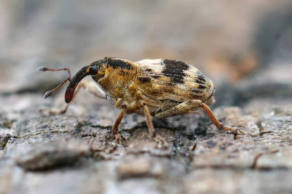 Small Colorful Weevil Tapeinotus Sellatus Piece Wood — Stock Photo, Image