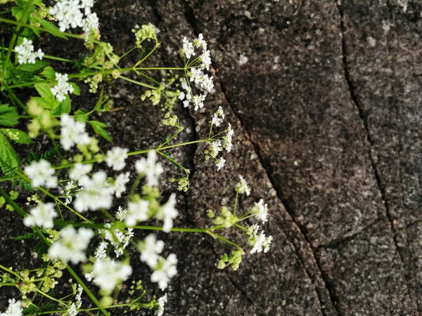 Selektiv Fokusbild Blommande Vita Blommande Växter Som Växer Trädgården — Stockfoto