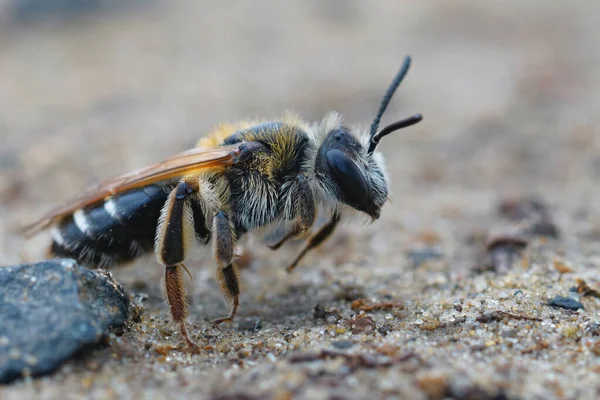 Een Close Van Een Vrouwelijke Kortgerande Mijnbij Andrena Dosata Grond — Stockfoto