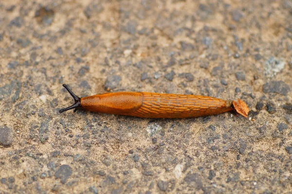 Spanish Slug Spreads Europe Invasive Pest Fields Gardens Probably Doesn — Stock Photo, Image