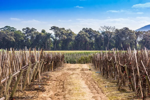 Eine Straße Auf Einem Getreidefeld Einer Ländlichen Gegend Brasilien — Stockfoto