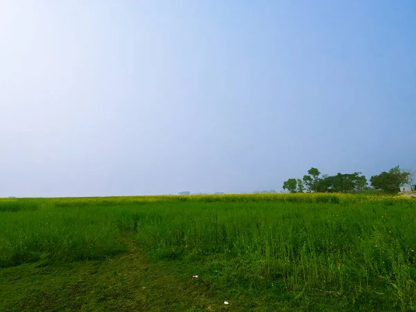 Krajobraz Zielonej Żółtej Łąki Pod Błękitnym Niebem — Zdjęcie stockowe