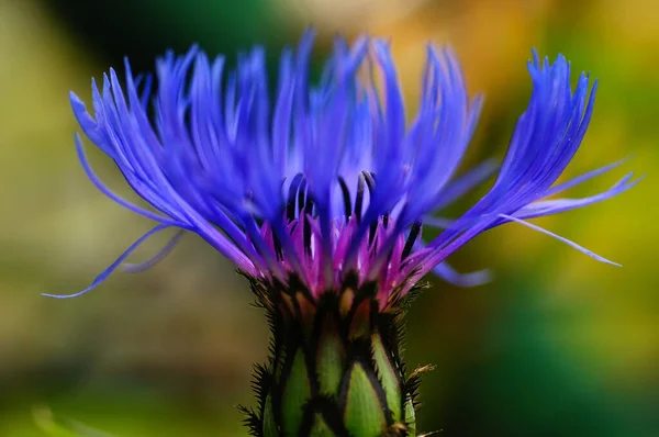 Eine Nahaufnahme Der Blume Einer Gartenform Der Kornblume Details Sind — Stockfoto