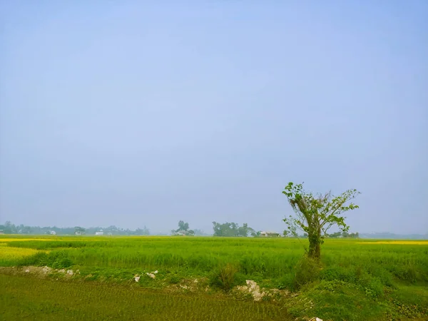 Uma Paisagem Prado Verde Amarelo Sob Céu Azul — Fotografia de Stock