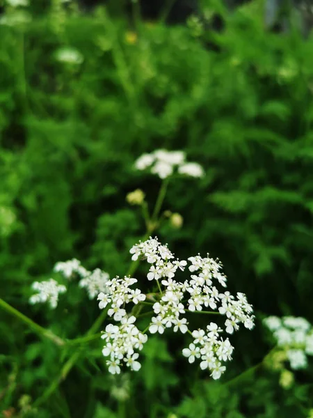 Selective Focus Shot Blooming White Flowering Plants Growing Garden — Stock Photo, Image