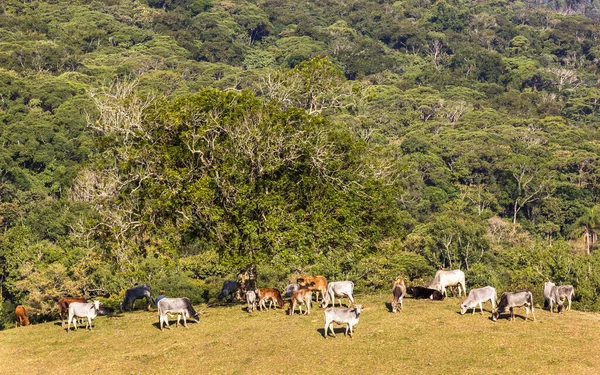 Коровы Пасутся Сельской Местности Бразилии — стоковое фото