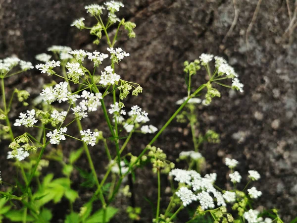 庭で成長している白い開花植物の開花の選択的焦点ショット — ストック写真