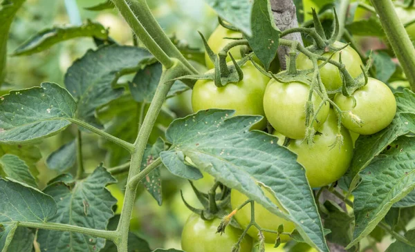 Zdjęcie Zbliżeniowe Surowych Pomidorów Rosnących Farmie — Zdjęcie stockowe
