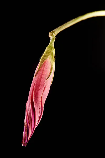 ピンク色の花をピッチ黒の背景に垂直方向に閉じたショット — ストック写真