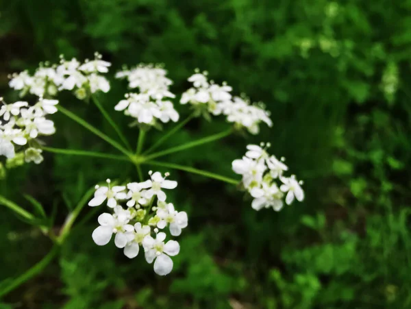 Tiro Seletivo Foco Plantas Flowering Brancas Florescendo Que Crescem Jardim — Fotografia de Stock