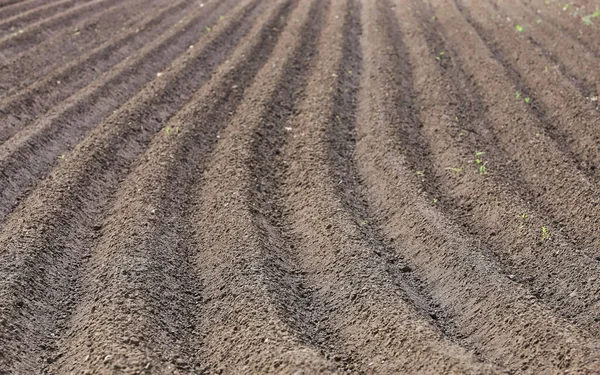 Uma Bela Vista Muitas Fileiras Terra Cultivada — Fotografia de Stock