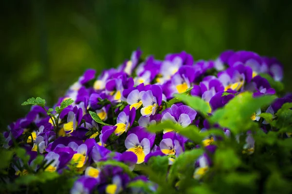 Bir Demet Yabani Nonoş Çiçeğinin Seçici Odak Noktası Arka Plan — Stok fotoğraf