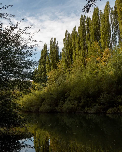 Bild Höga Träden Vid Floden Solig Dag — Stockfoto