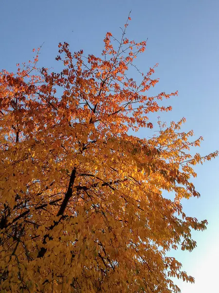 Plan Vertical Grand Arbre Automne Orange — Photo