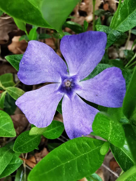 Tiro Seletivo Foco Uma Planta Flowering Azul Que Cresce Jardim — Fotografia de Stock
