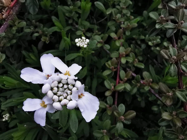 Kwitnąca Biała Roślina Kwitnąca Rosnąca Ogrodzie — Zdjęcie stockowe