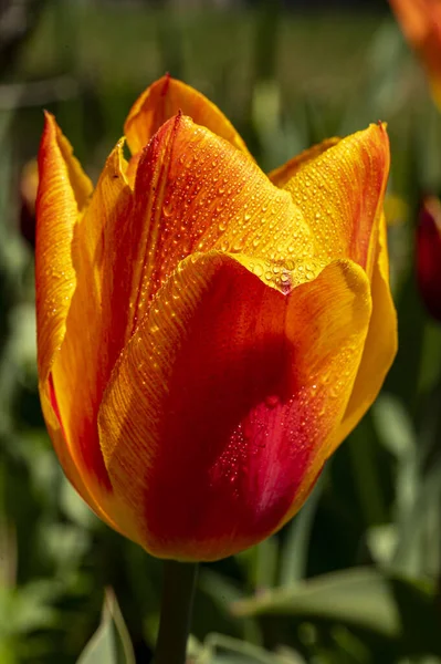 Closeup Shot Beautiful Tulips Covered Dewdrops — Stock Photo, Image