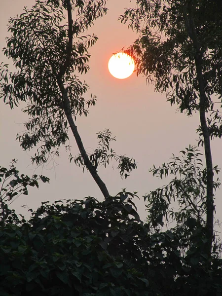 Sol Dourado Escondido Atrás Das Silhuetas Das Árvores — Fotografia de Stock