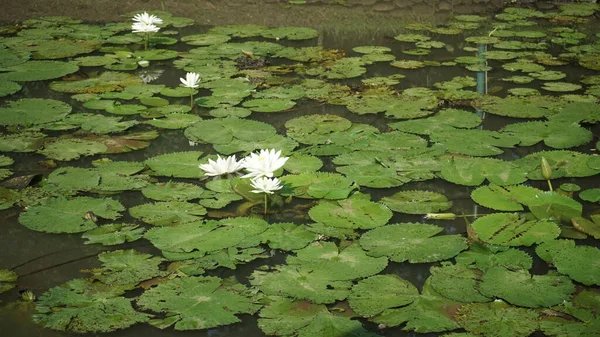 Jezero Plné Liliových Polštářků Mezi Kterými Roste Pár Bílých Lilií — Stock fotografie