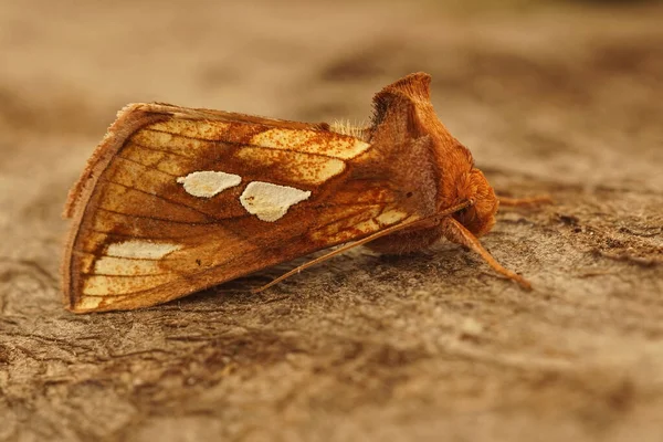 Close Shot Colorful Gold Spot Moth Plusia Festucae Piece Wood — Stock Photo, Image